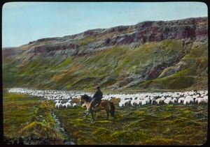 Image: Sheep and Herder in Iceland [Rettir]